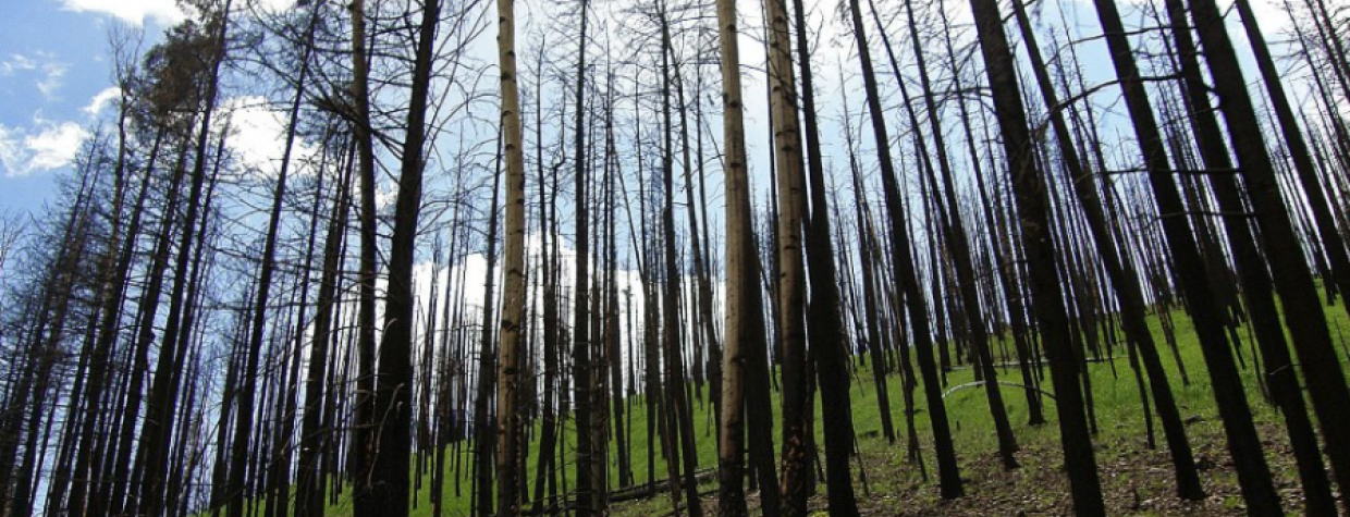 tedra-begay-near-alpine-trees-burned-from-wallow-fire.png