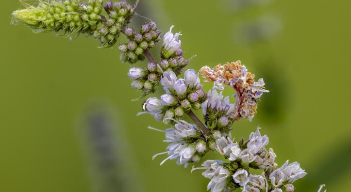 A close-up of a light purple flower cluster against a green background reveals a camouflaged caterpillar with subtle orange hues.