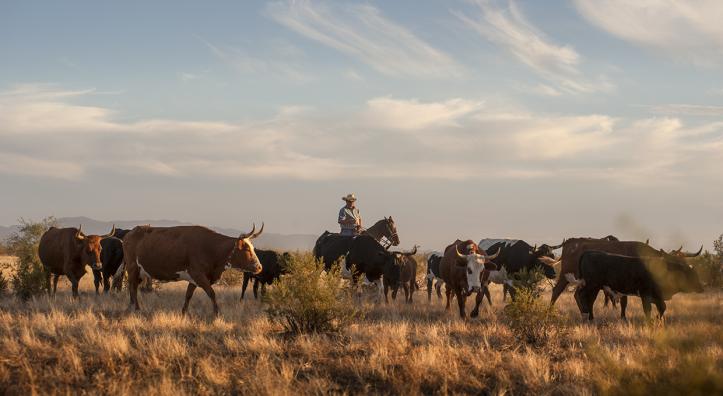 Cowboy Van Williams moves cattle through an Arizona pasture. | JEFF KIDA