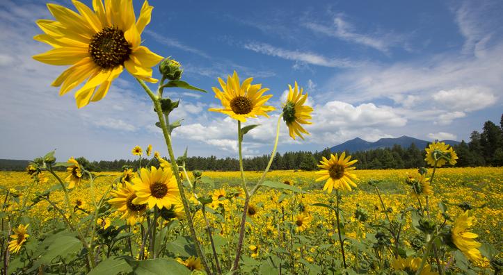 A field of sunflowers (Helianthus annus) bloom in the shadow of the San Francisco Peaks, near Flagstaff. | PAUL GILL