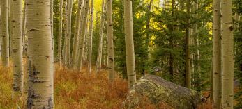Aspens, Douglas-firs and dry foliage combine to display a range of colors along the Kachina Trail. By Shane McDermott