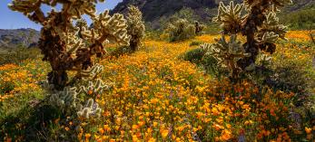 Mexican goldpoppies and lupines decorate a meadow dotted with teddy bear chollas in the Black Mountains of Western Arizona. This location is near the old mining town of Oatman, now a tourist destination known for its free-roaming burros. | Claire Curran