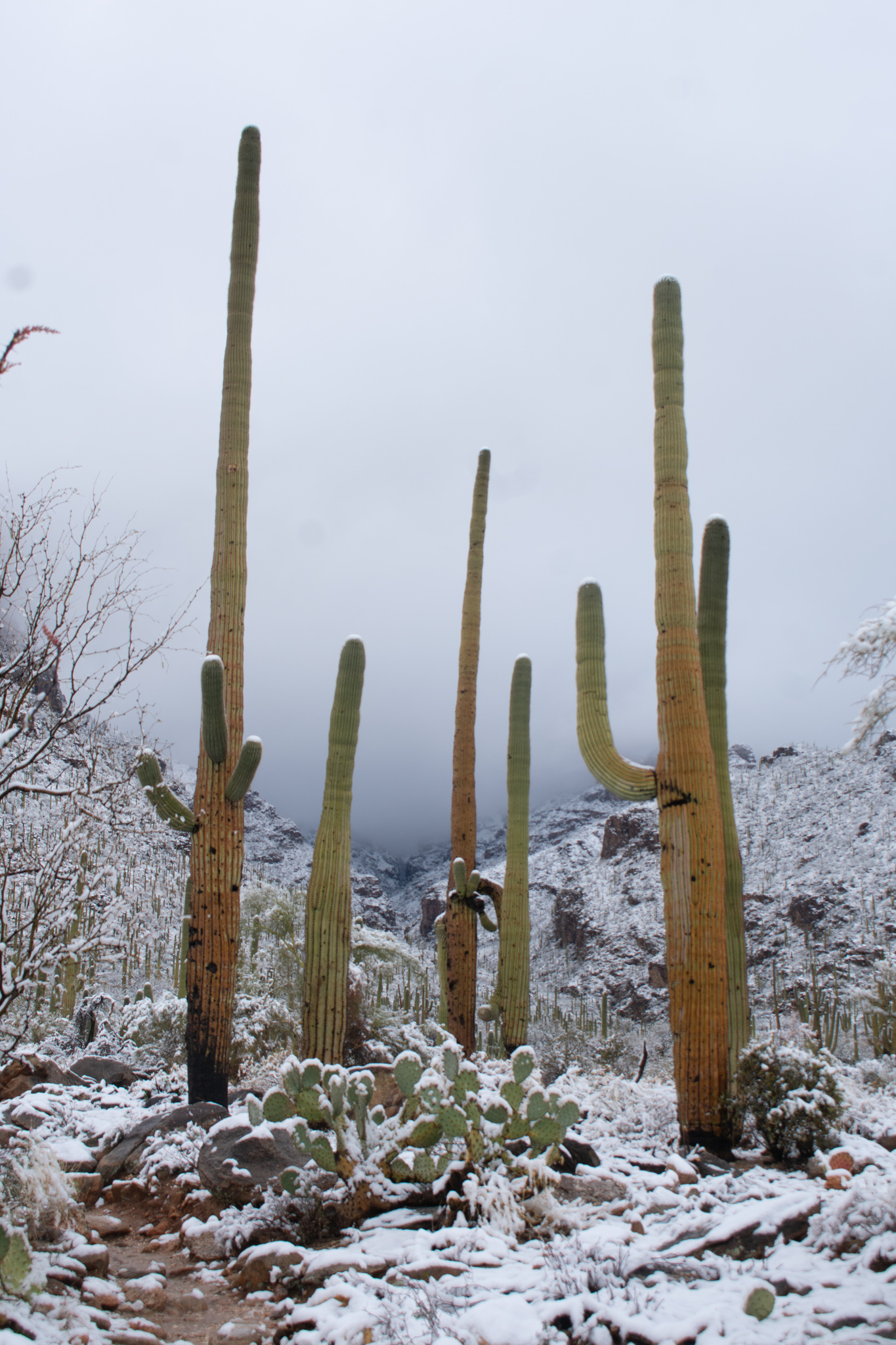 Photo by Wendy Islas  |  Snow on a March day in the desert.
