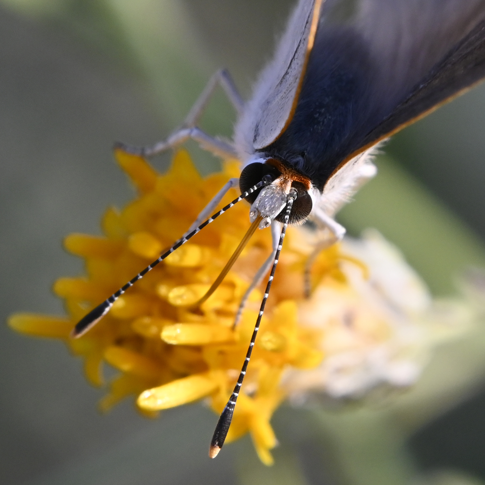 Photo by Jerry Bombardier  |  A butterfly enjoys an abundance of wildflowers in the desert after summer monsoon rains.