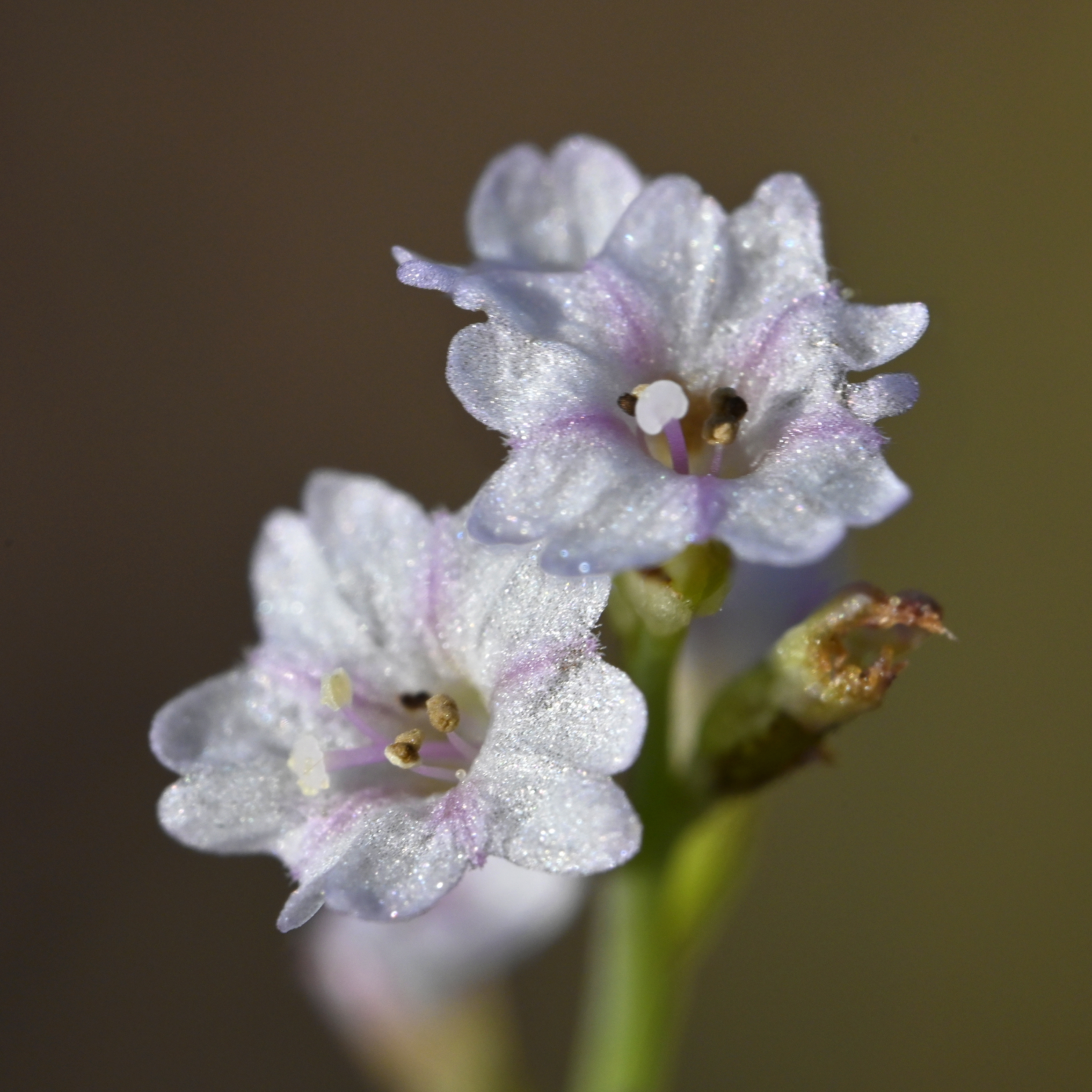 Photo by Jerry Bombardier  |  Tiny blossoms flourish in the desert landscape after heavy monsoon rains.