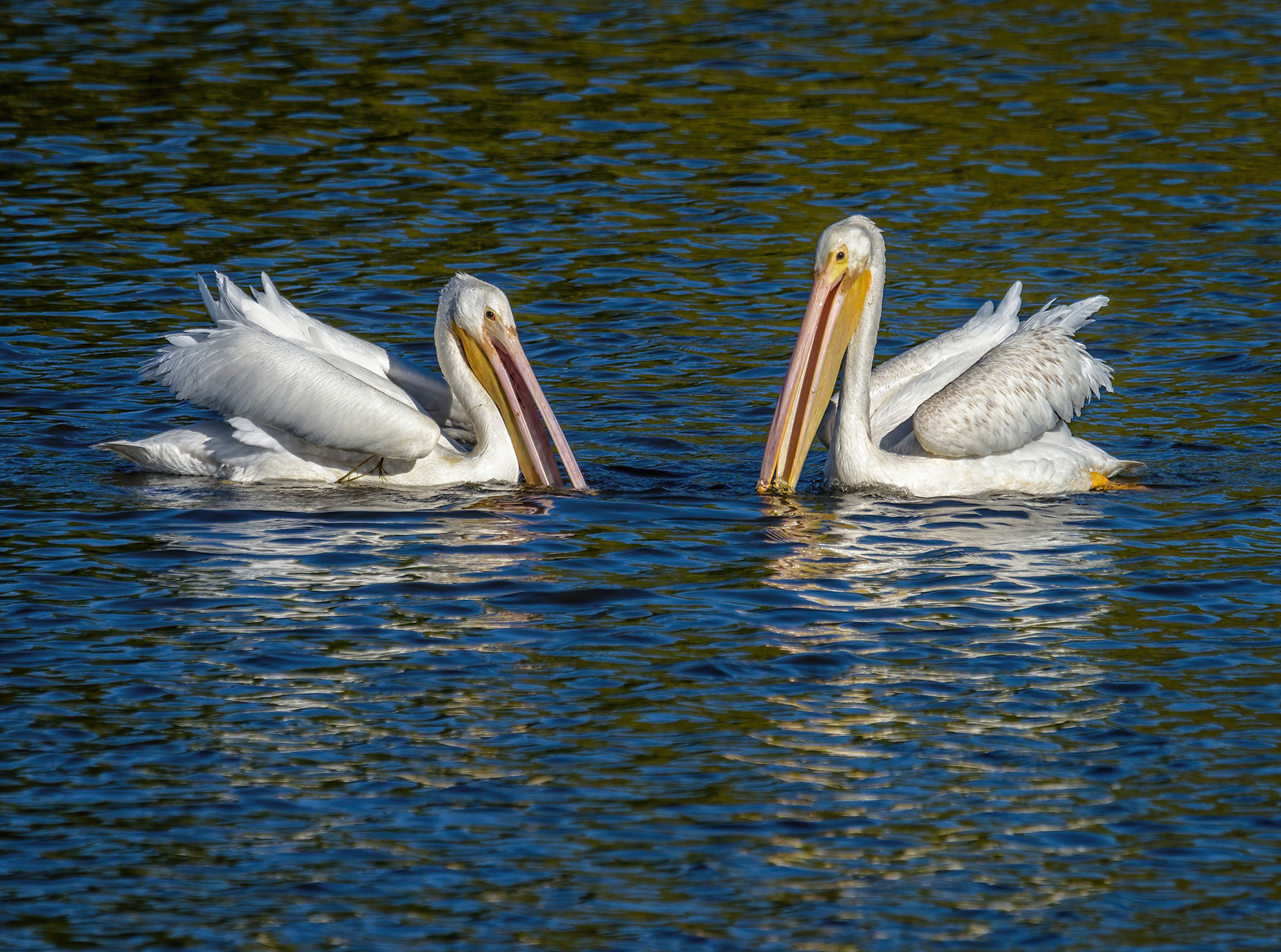 Photo by Theresa Rose Ditson  |  "Fishing Buddies:" Two pelicans hoping there are still plenty of fish in the sea.