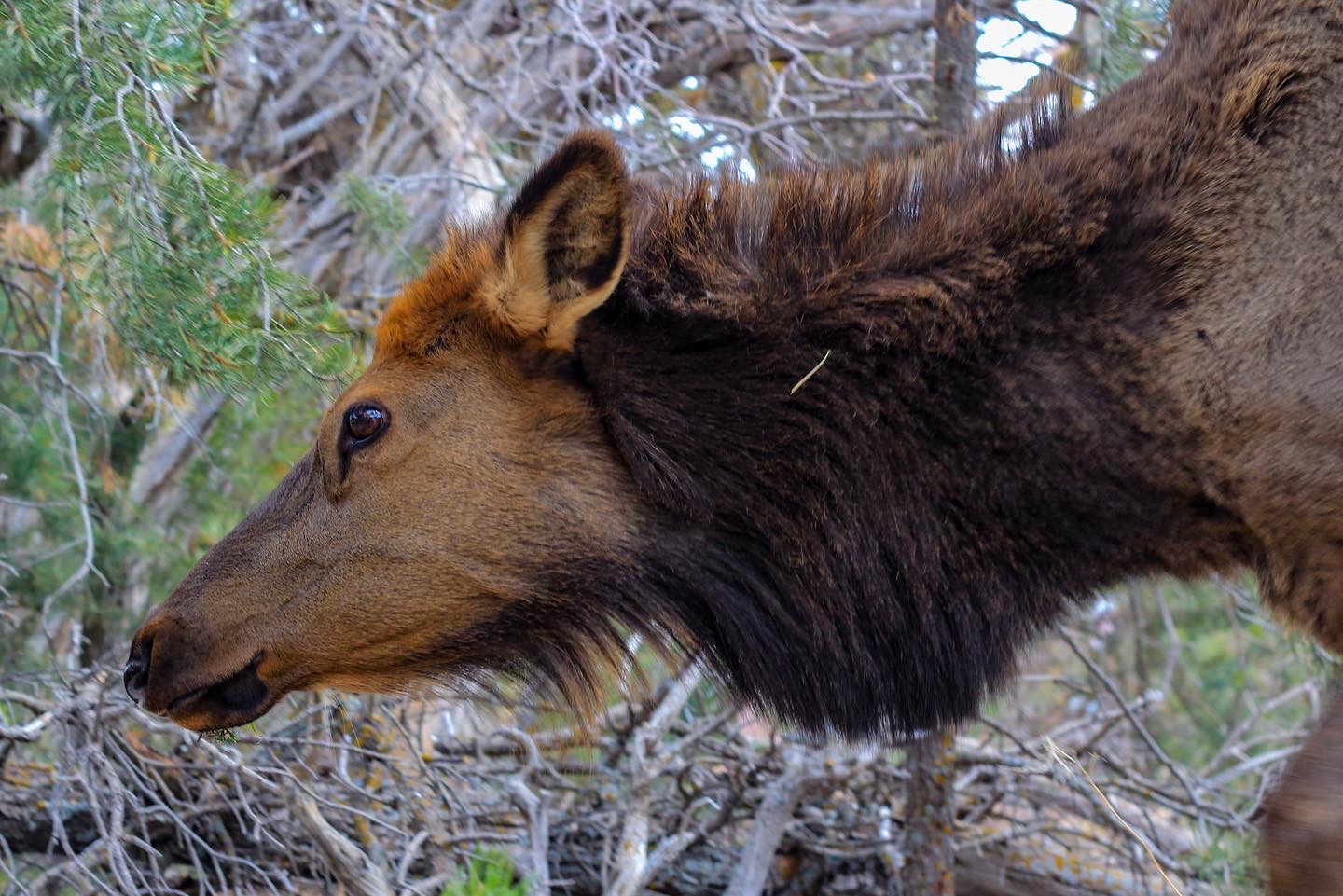 Photo by Hava Herzog  |  Elk at the Grand Canyon