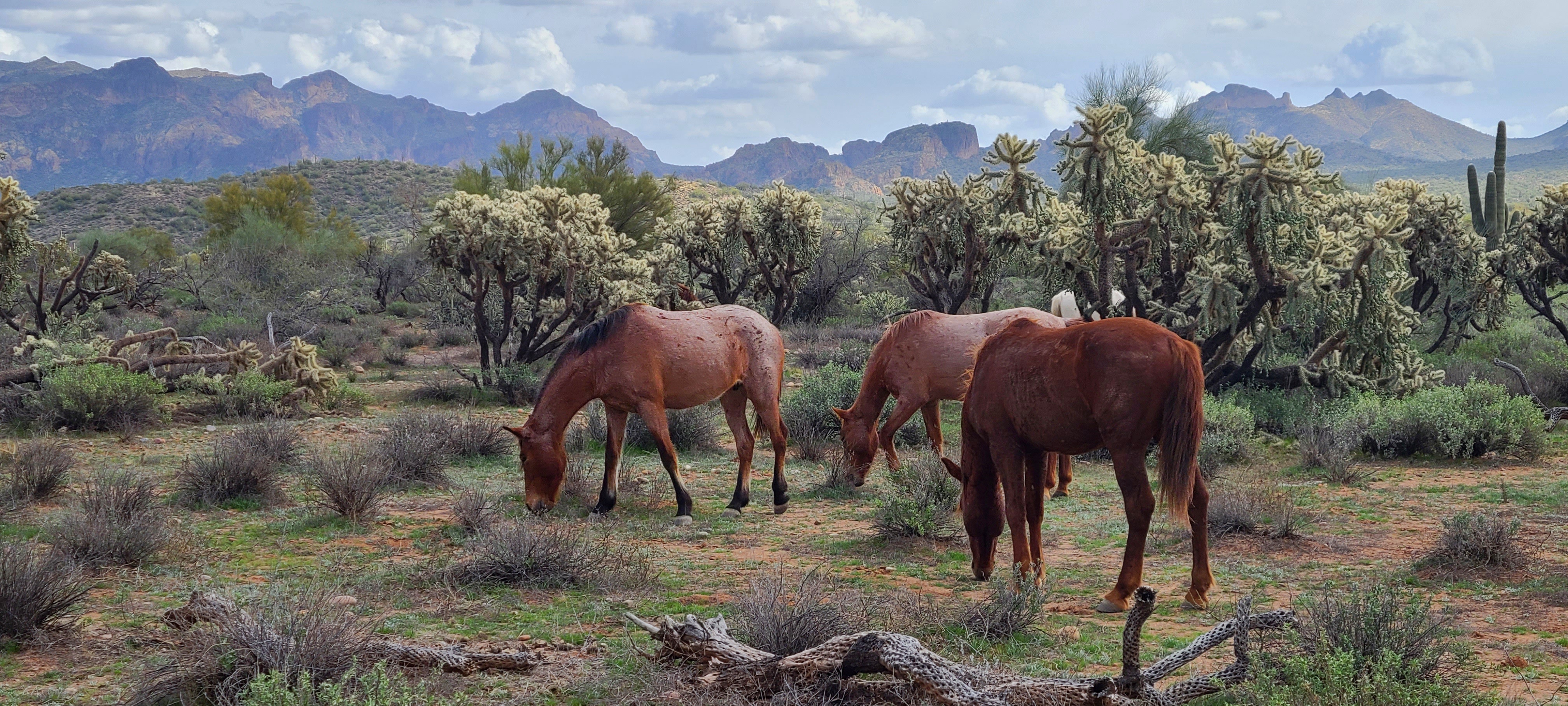 Photo by Jeff Lierman  |  Salt River horses in Mesa Arizona
