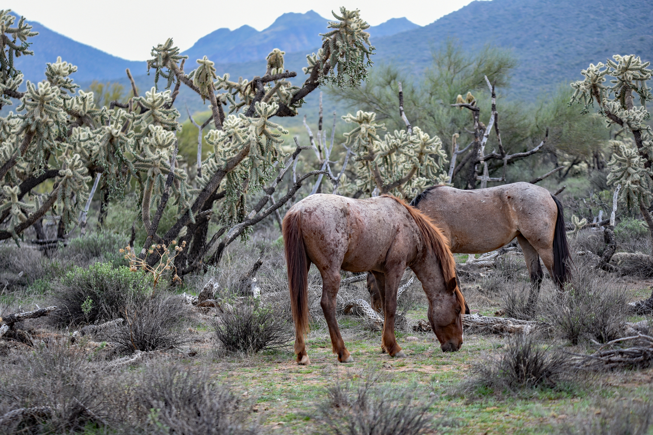 Photo by Jeff Lierman  |  Salt River Horses in Mesa Arizona