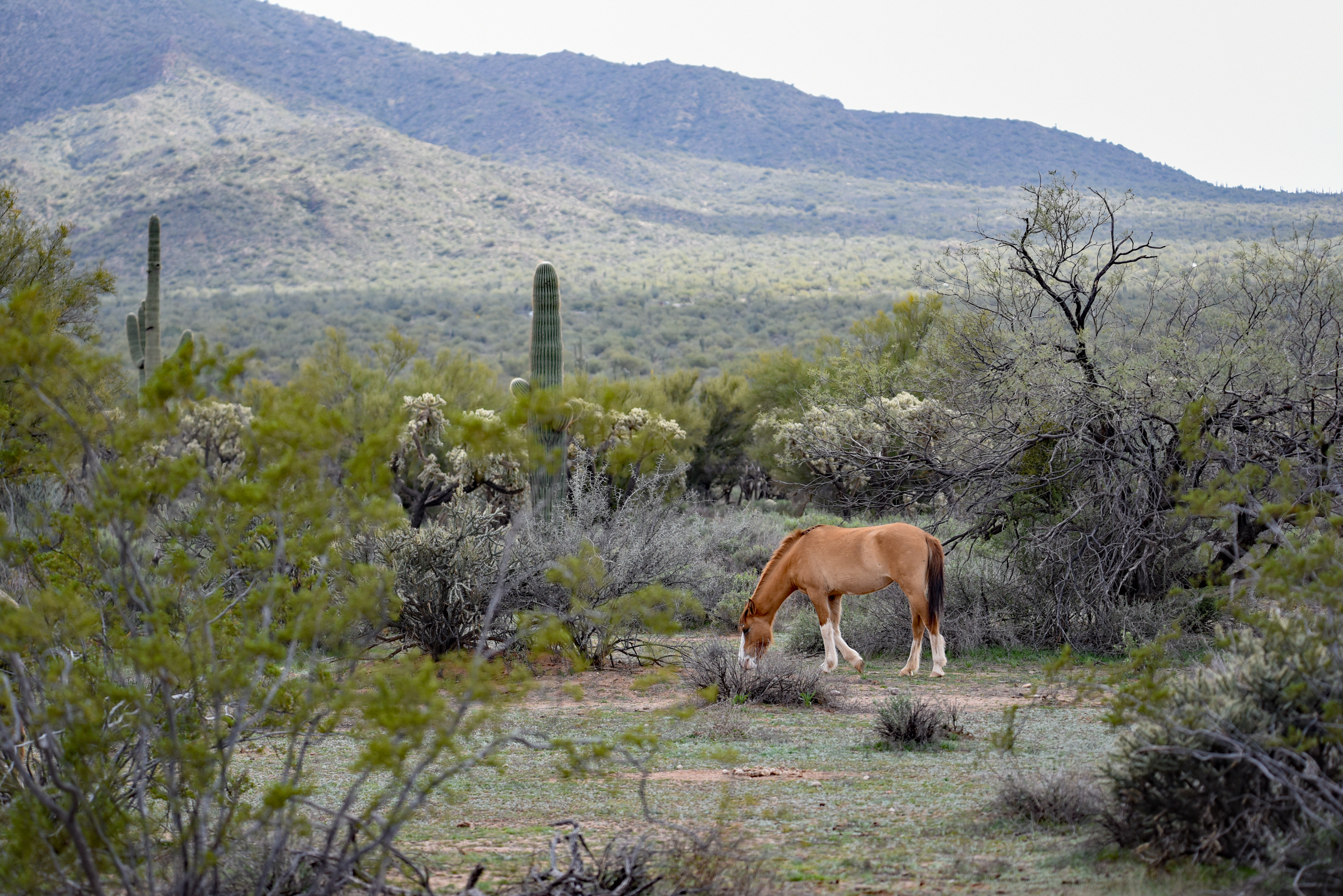 Photo by Jeff Lierman  |  Salt River Horse in Mesa Arizona