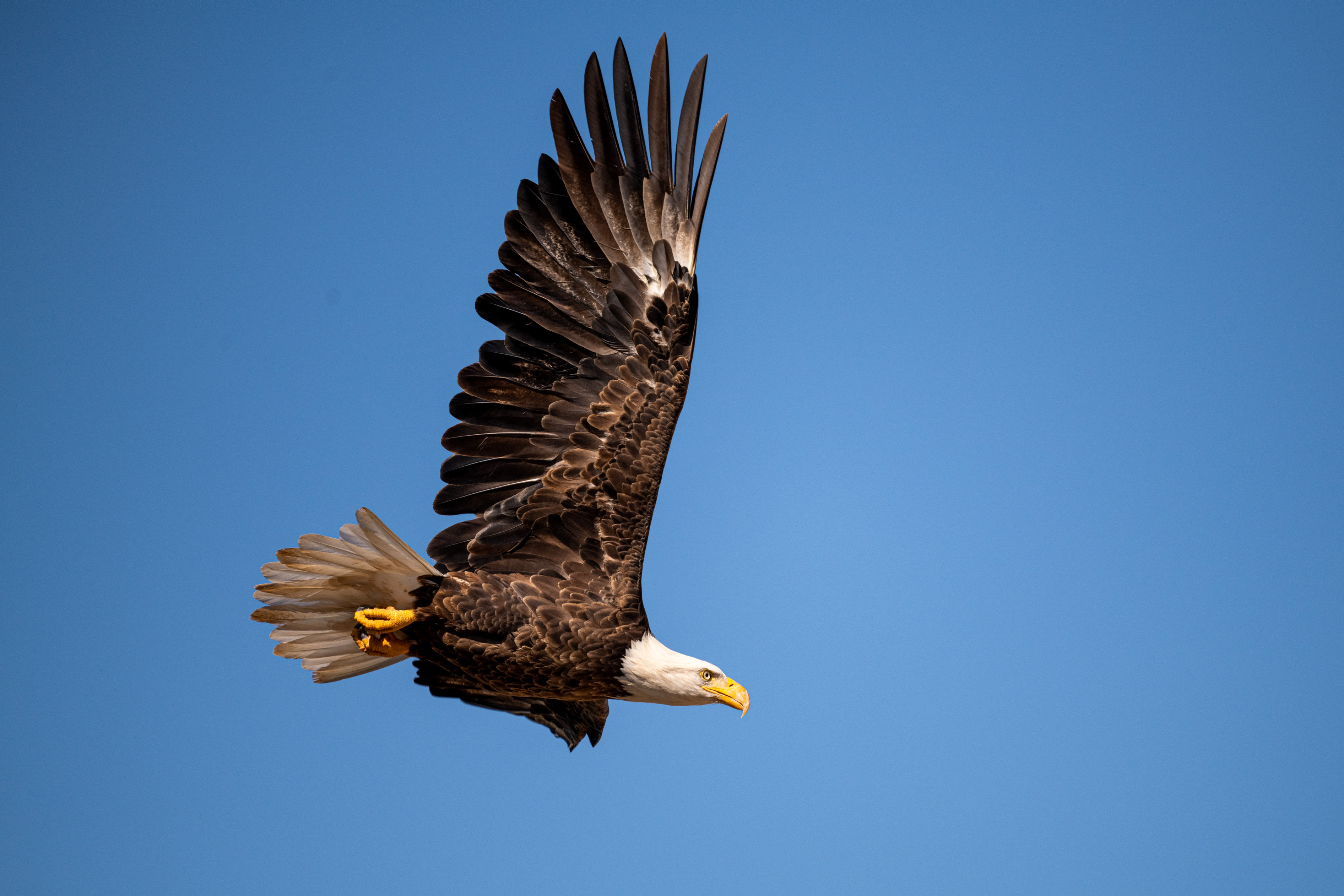 Photo by Douglas Coxon   |  A Bald Eagle demonstrating its wonderful plumage