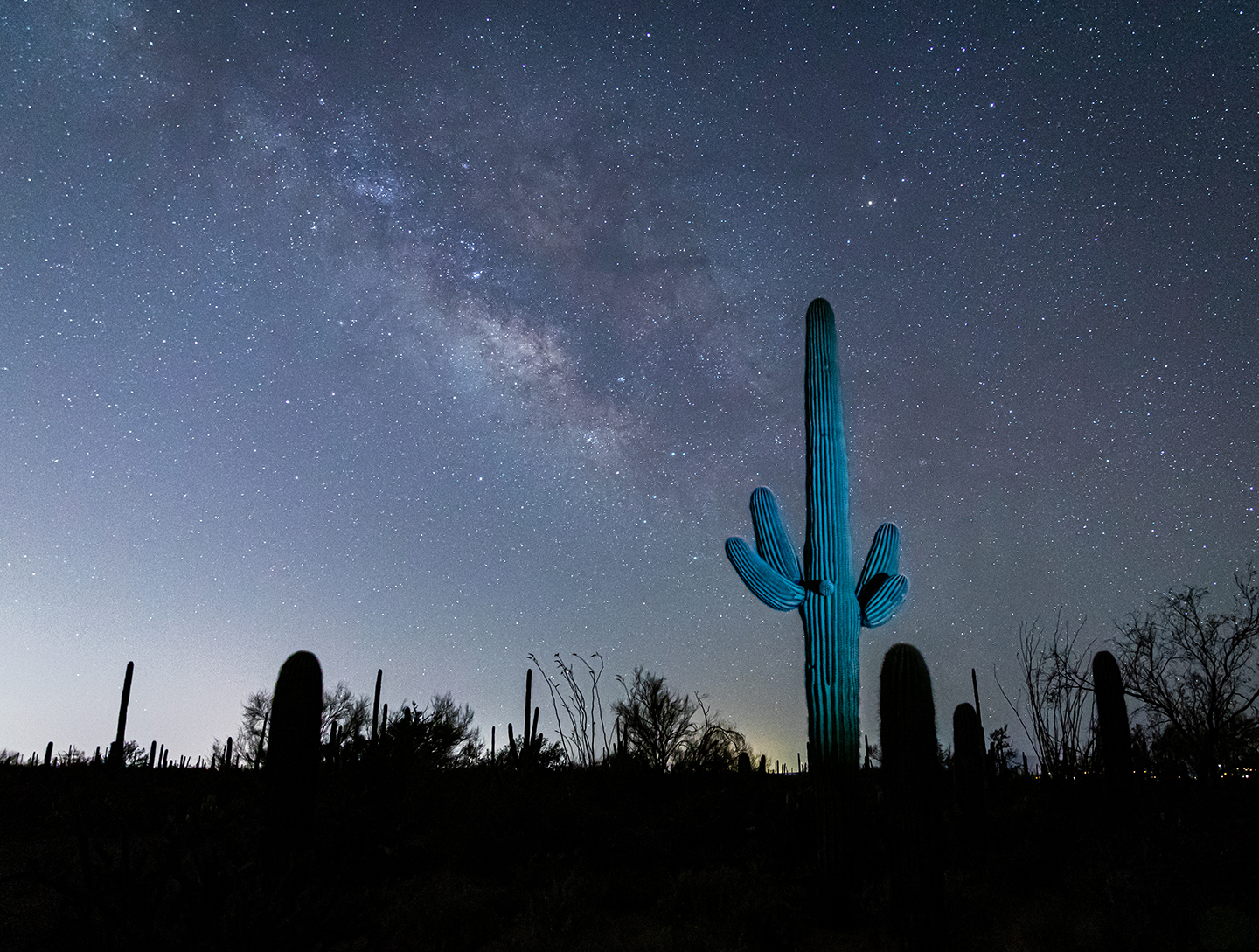 Photo by Denise Vasquez   |  “The Lone Saguaro” photographed by Denise Vasquez features a Saguaro Cactus Beneath the Milky Way Core as the sun rises. 