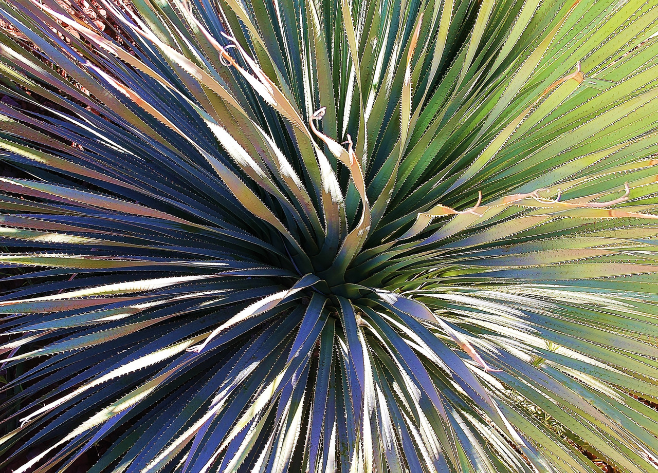 Photo by Dave  |  Agave along a trail. Sedona, AZ