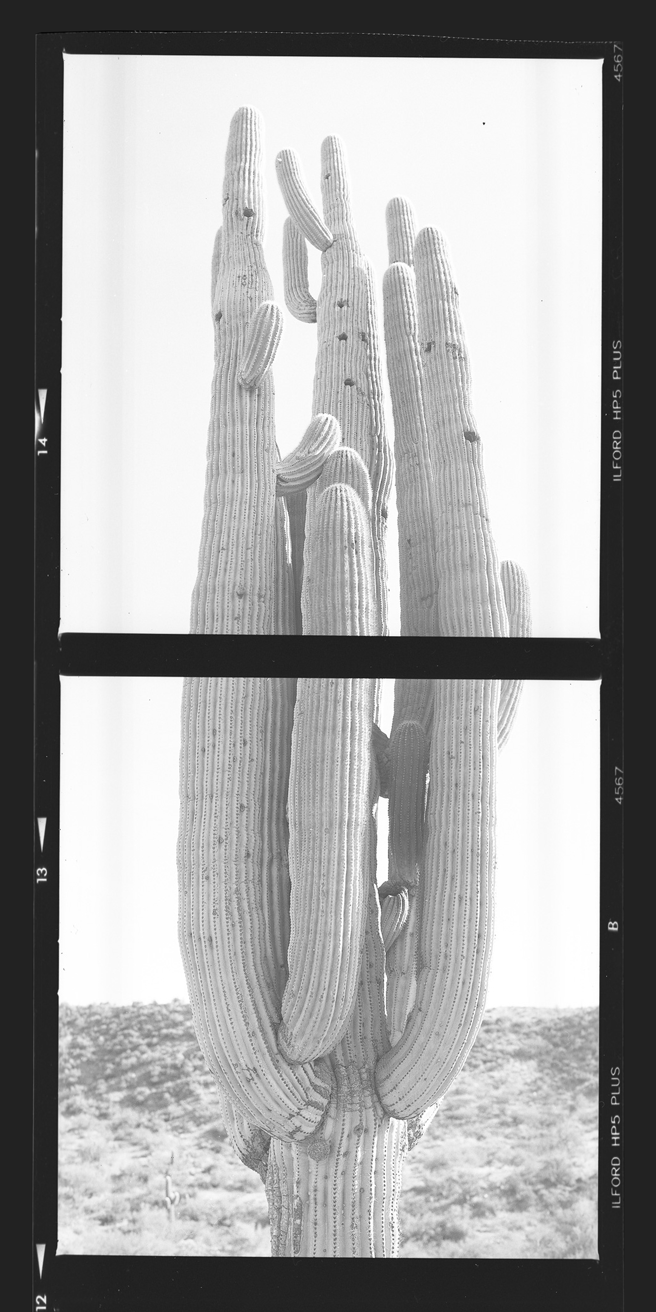 Photo by Jacob Downard  |  This is a single image composed of two distinct frames to accentuate the verticality and perspective of the mighty Saguaro! No post processing, lined up by eye in the field