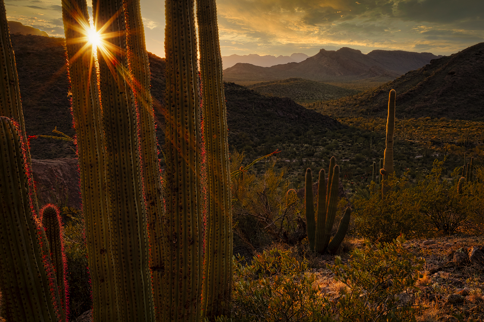 Photo by Jim L Shoemaker  |  Sunset, Organ Pipe National Monument, Arizona.