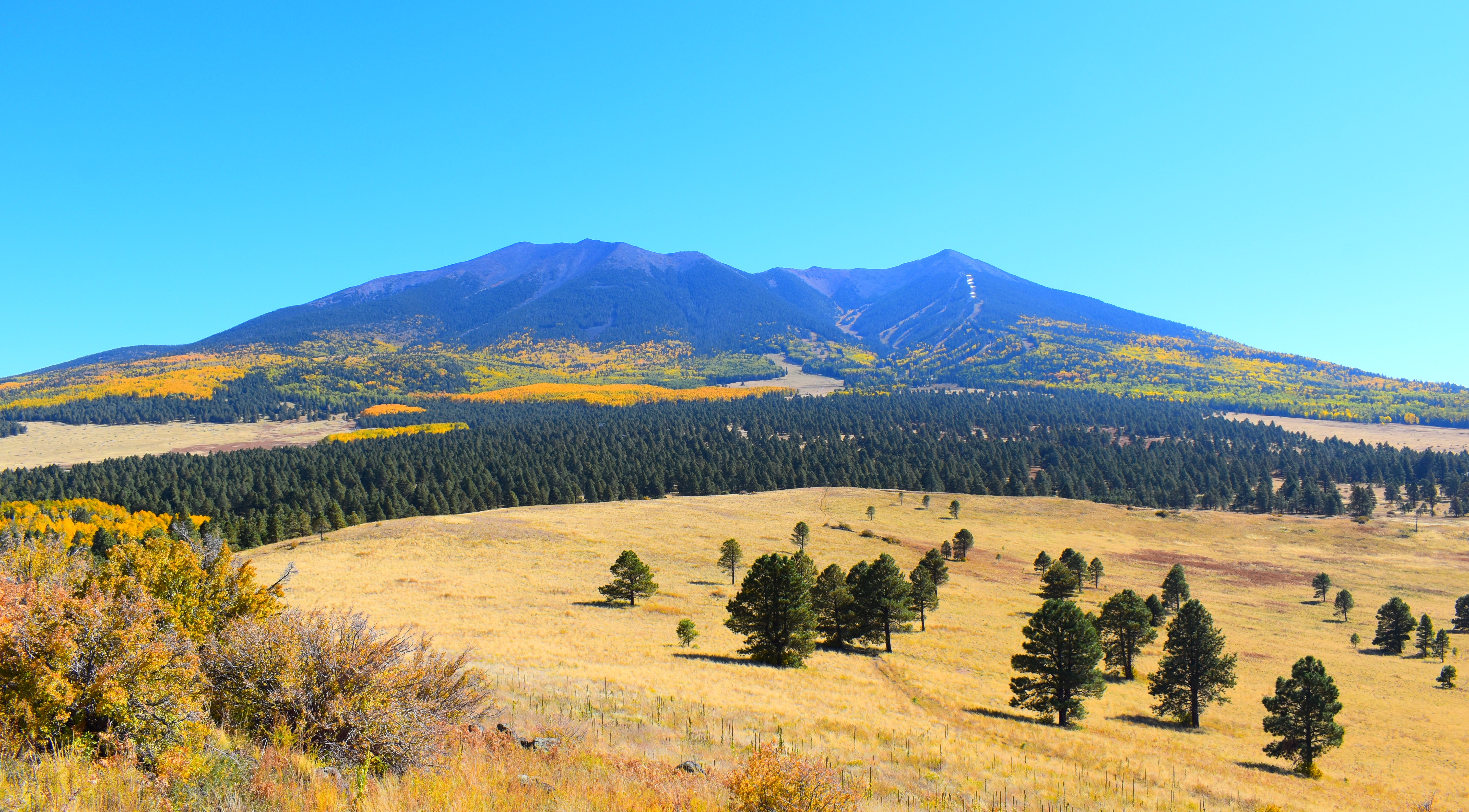 Photo by Nicole Krupela  |  Fall Colors on San Francisco Peaks