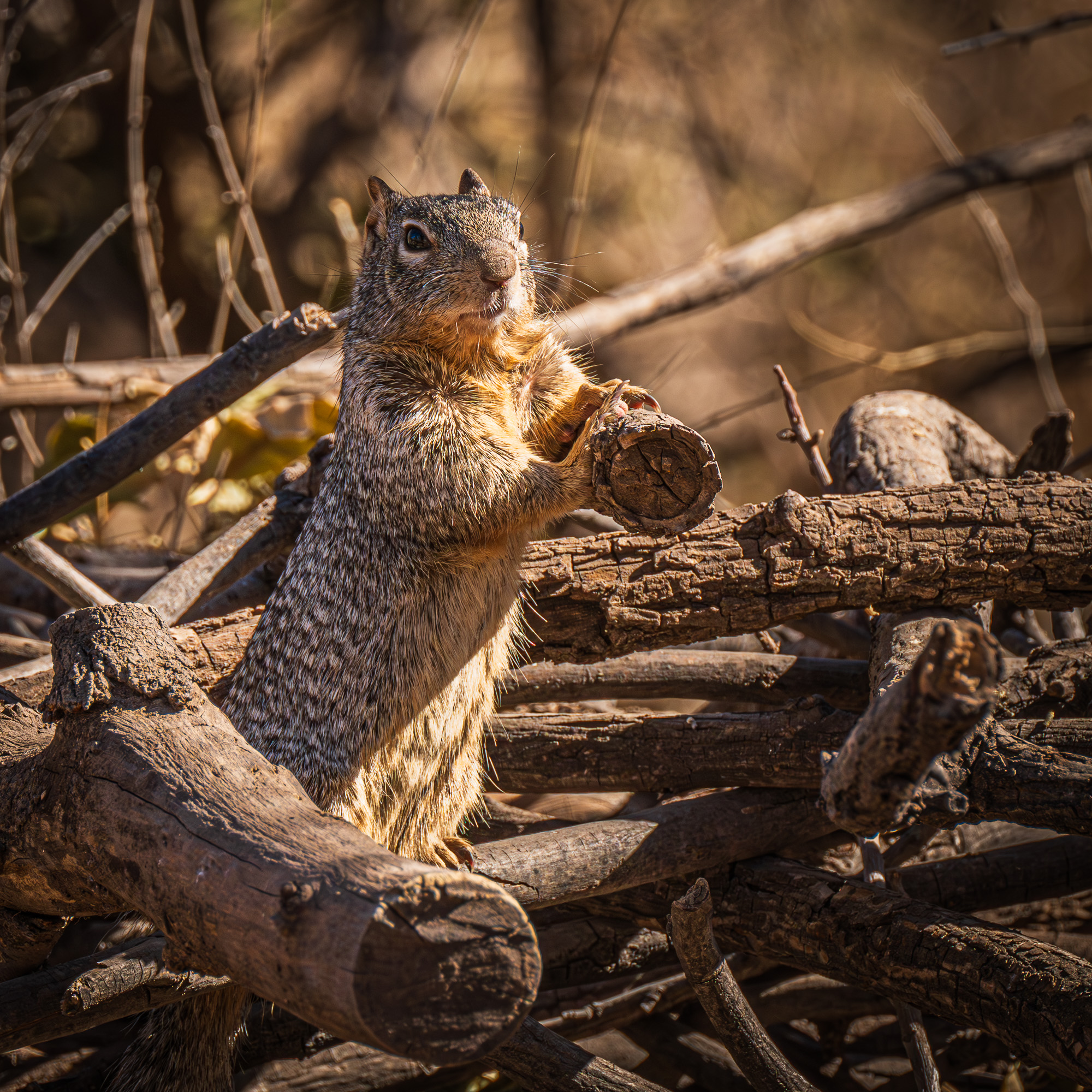 Photo by Michael P Litecky  |  Rock Squirrel on the lookout
