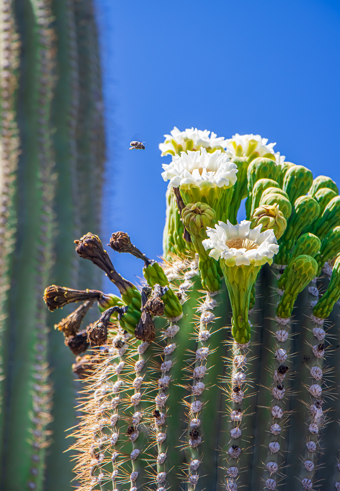 Photo by Beth Toussaint  |  A snapshot of this year's saguaro blooms: pollinators hard at work.