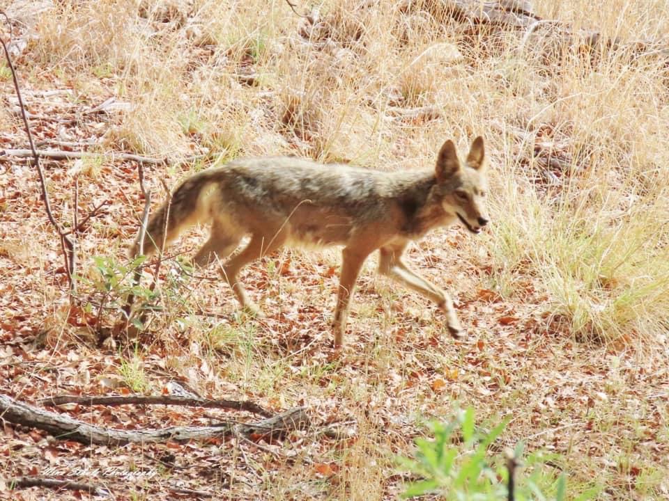 Photo by Nina Schulz   |  Coyote 