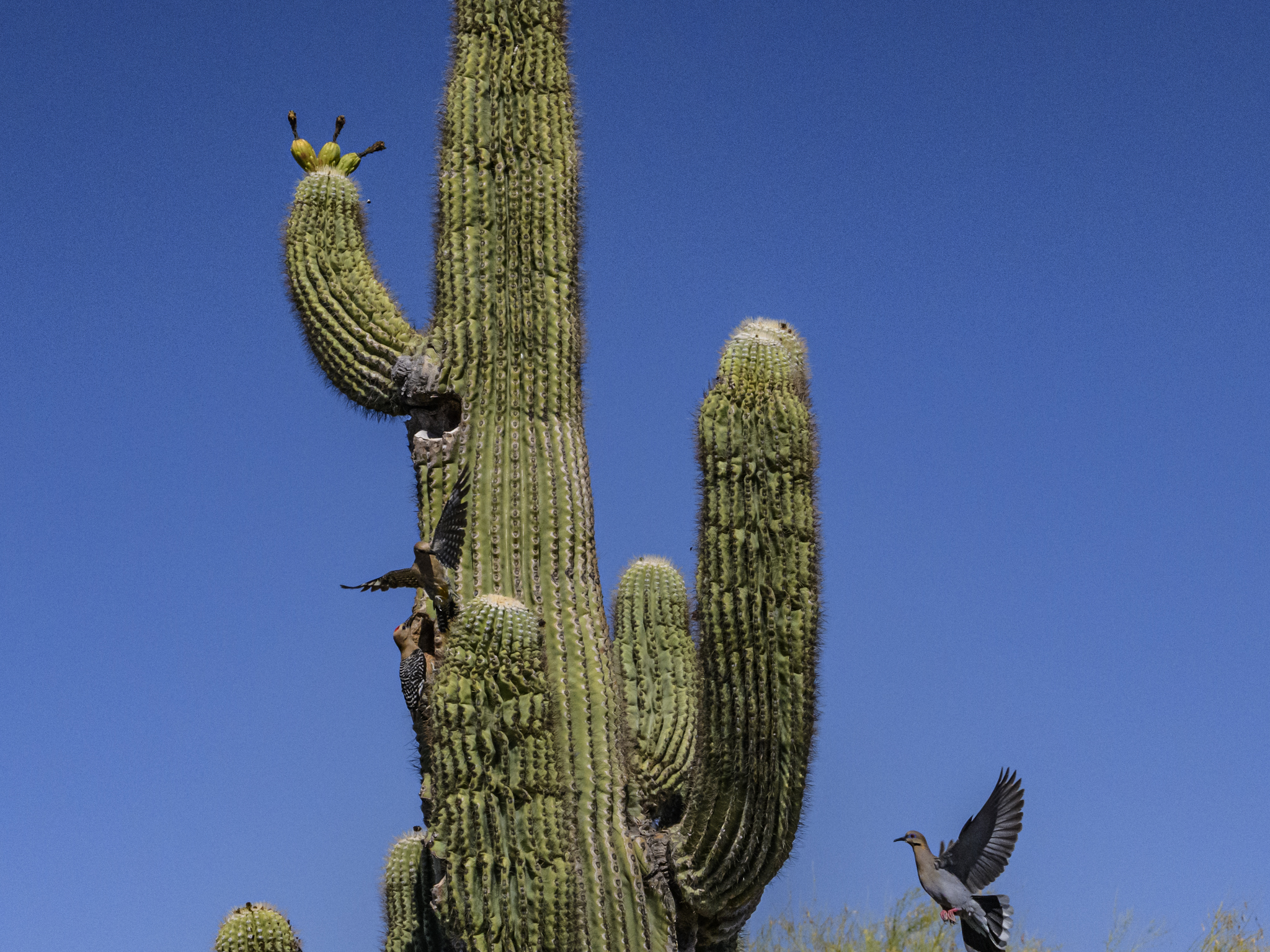 Photo by Malrin D. Mills  |  Gila Woodpeckers defending their nest from an unlikely predator, a White Winged Dove. The dove is actually defending his own nest on the other side of the saguaro cactus. They took turns chasing other away most of the afternoon.