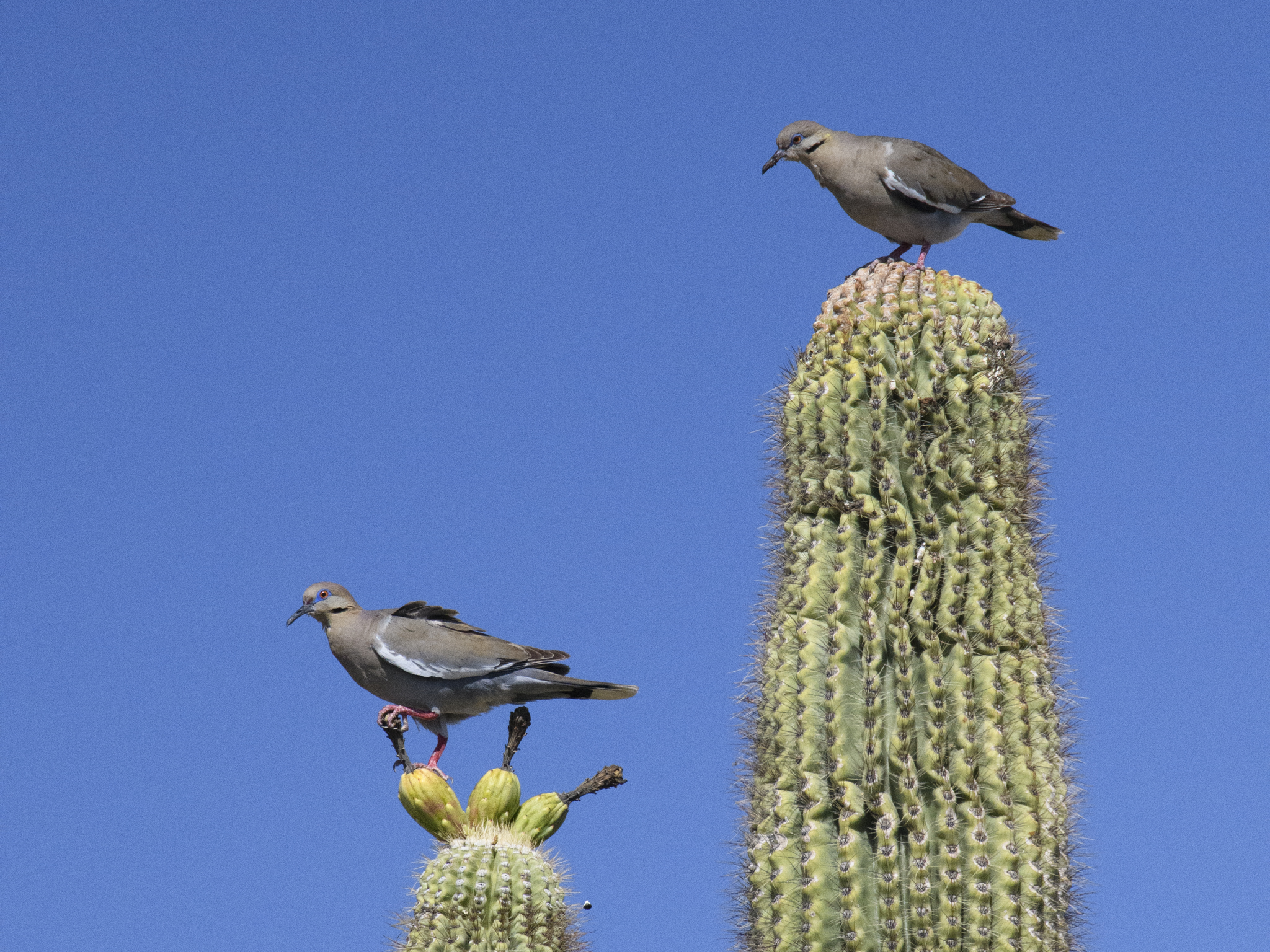 Photo by Marlin D. Mills M.D.  |  Pair of white winged doves standing sentry over the nest in the saguaro cactus.