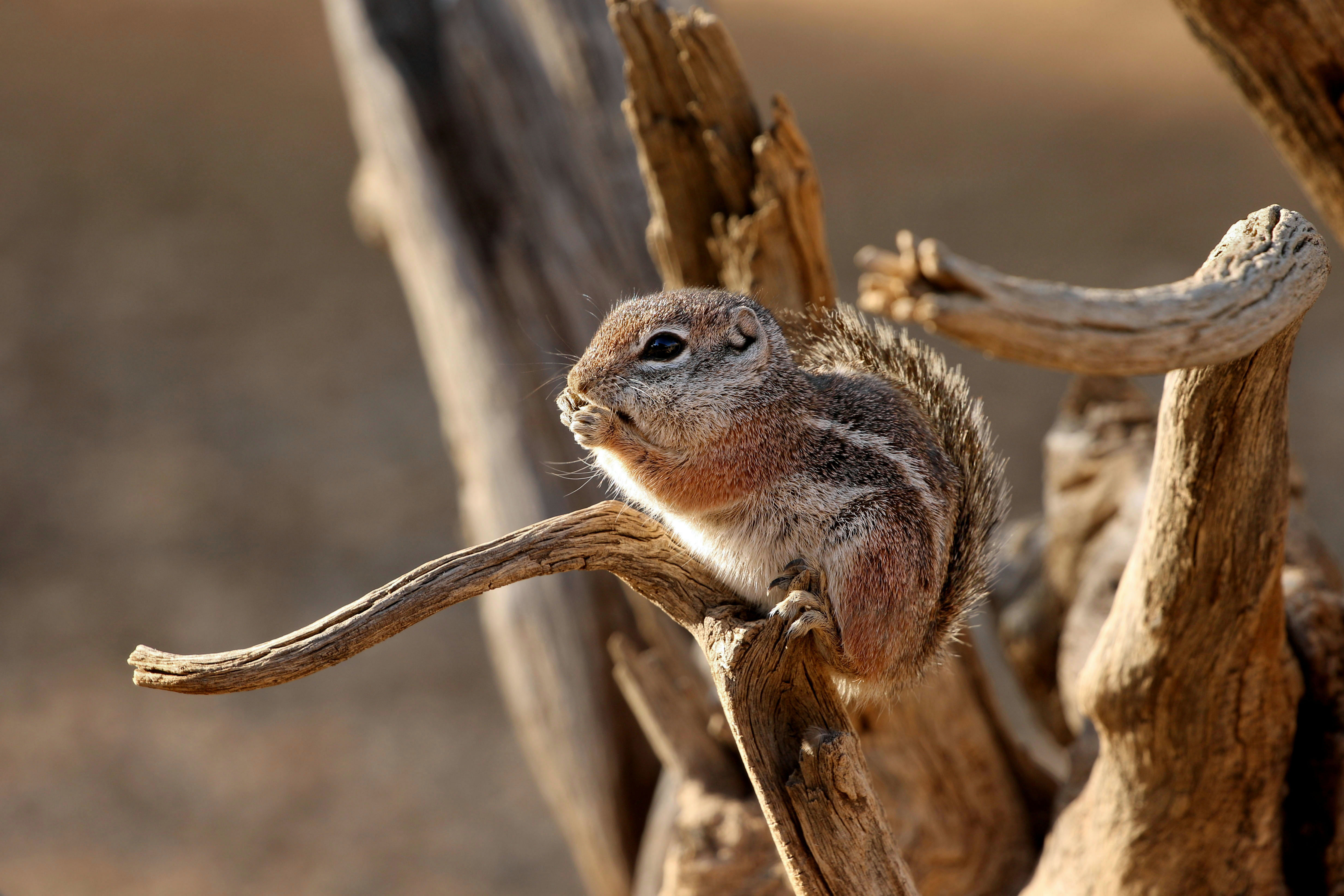 Photo by Julie Cutis  |  Beautifully backlit in early morning light, this Harris's Antelope Squirrel waits patiently for me to feed the birds and fill the water bowl in the front yard.