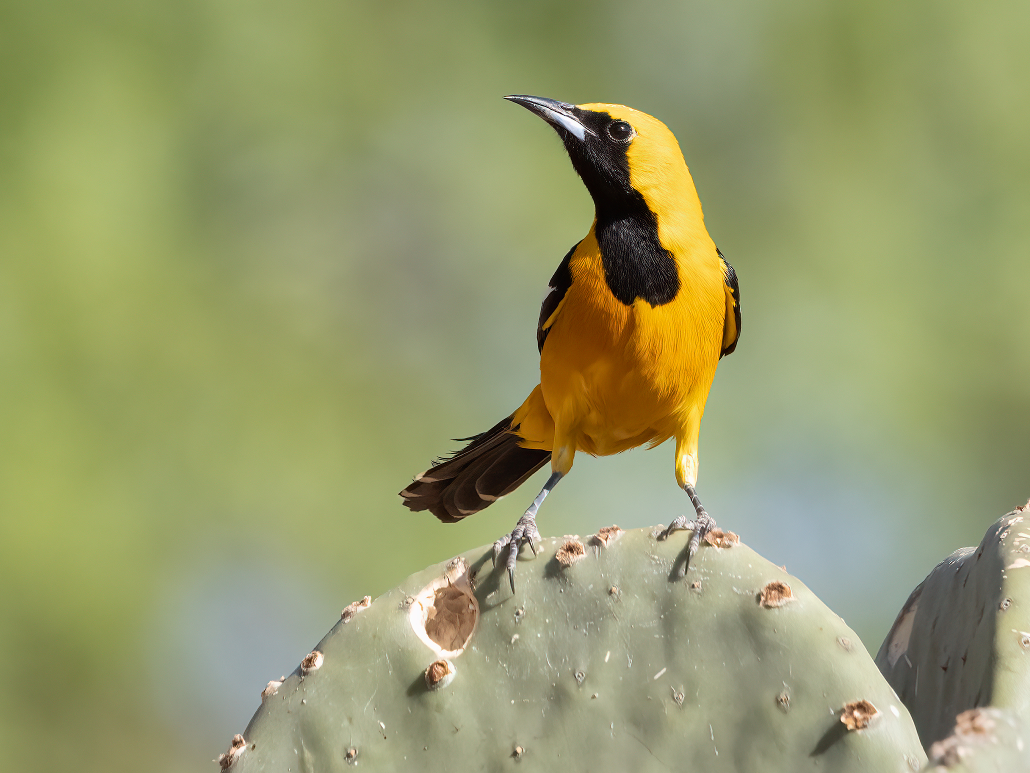 Photo by Becky Kempf  |  I was looking for birds to photograph at a ranch in Arizona when this male hooded oriole landed on a cactus right in front of me and posed for a picture! 