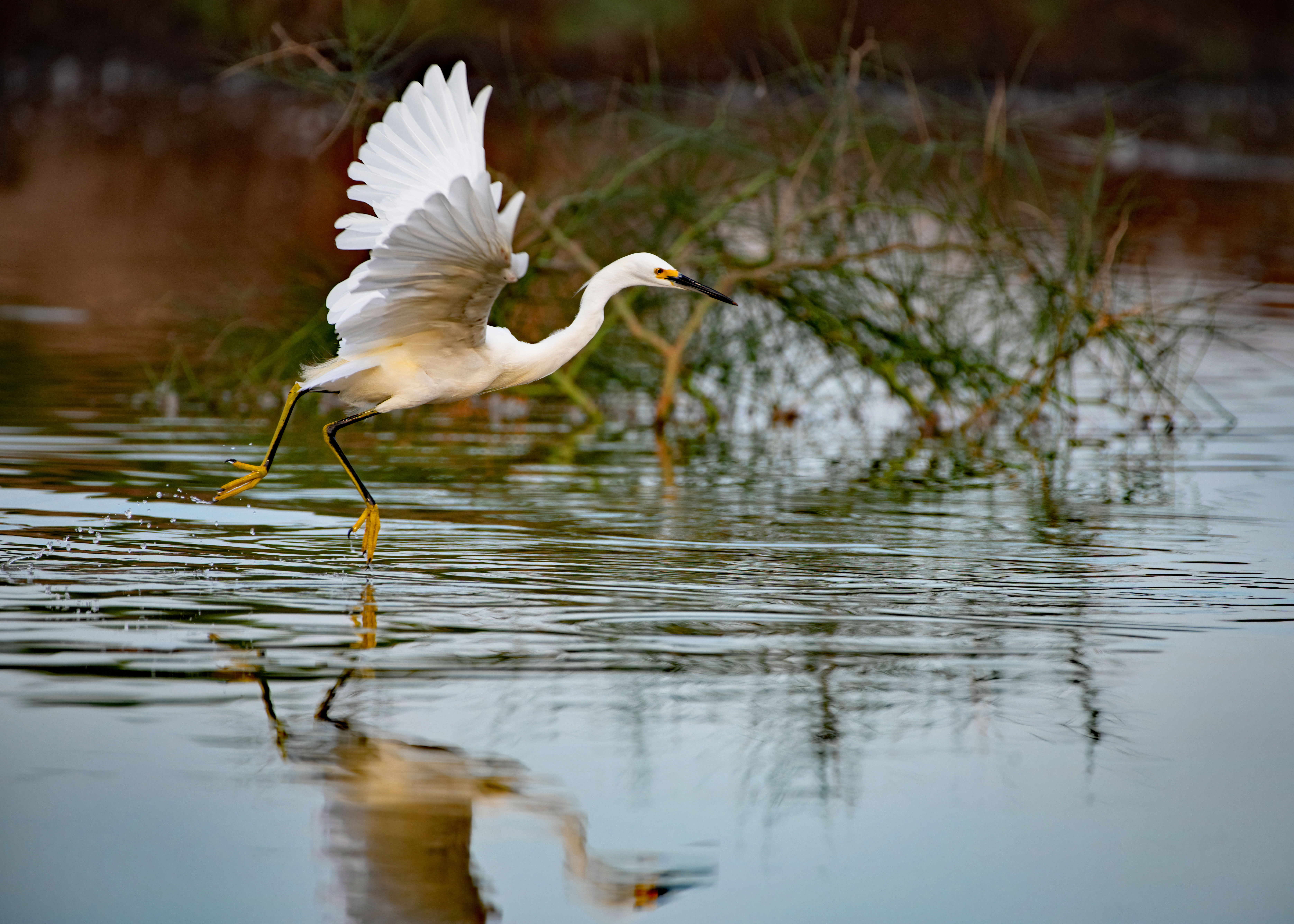 Photo by Patricia Ranweiler  |  Appearance-wise, Great Egrets are the most stunning heron found in Arizona. These birds especially put on a show during breeding season when they grow long feathery plumes, called aigrettes, which are held up during courtship displays.