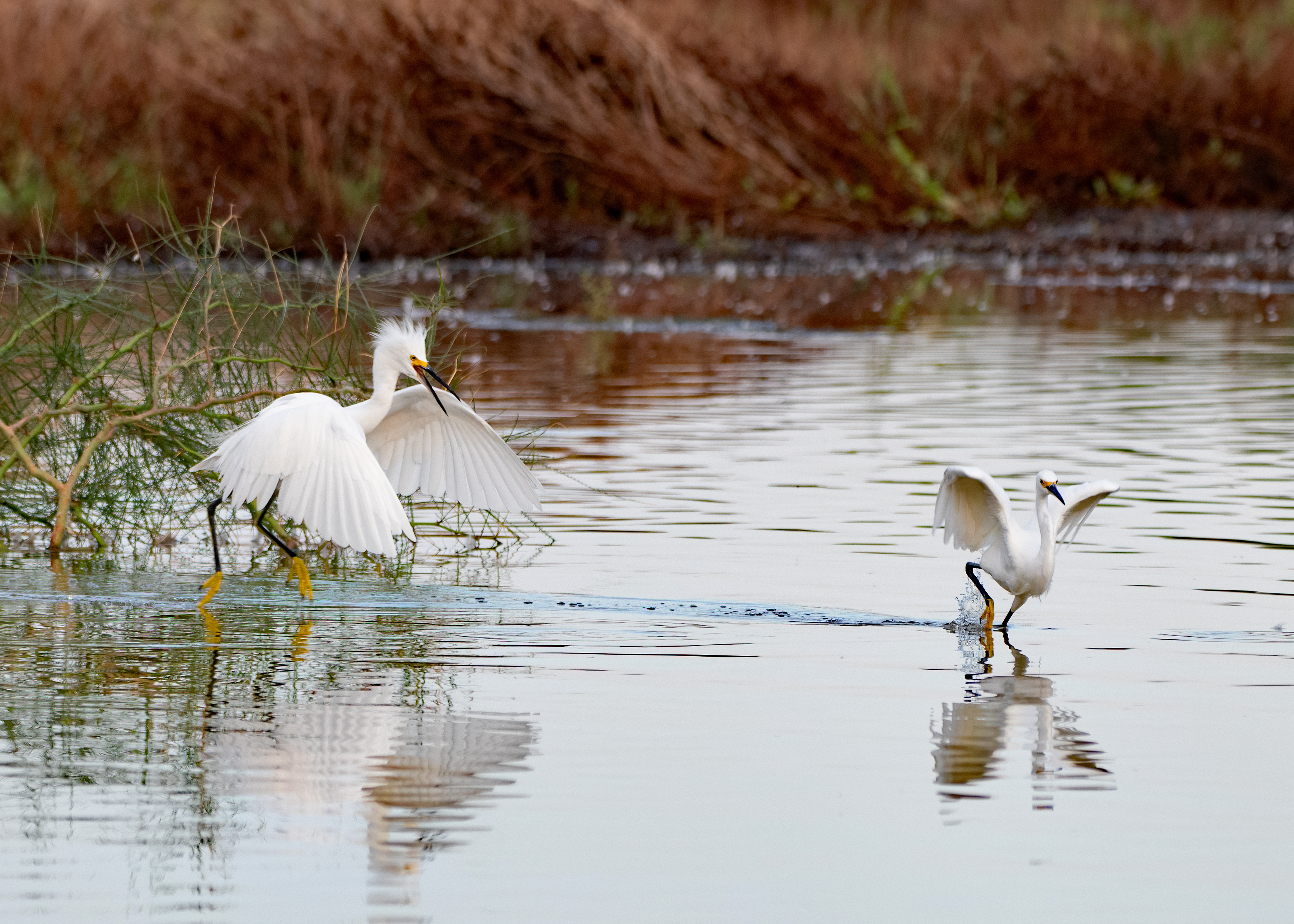 Photo by Patricia Ranweiler  |  Egret chasing a smaller Little Egret - possibly territorial behavior.