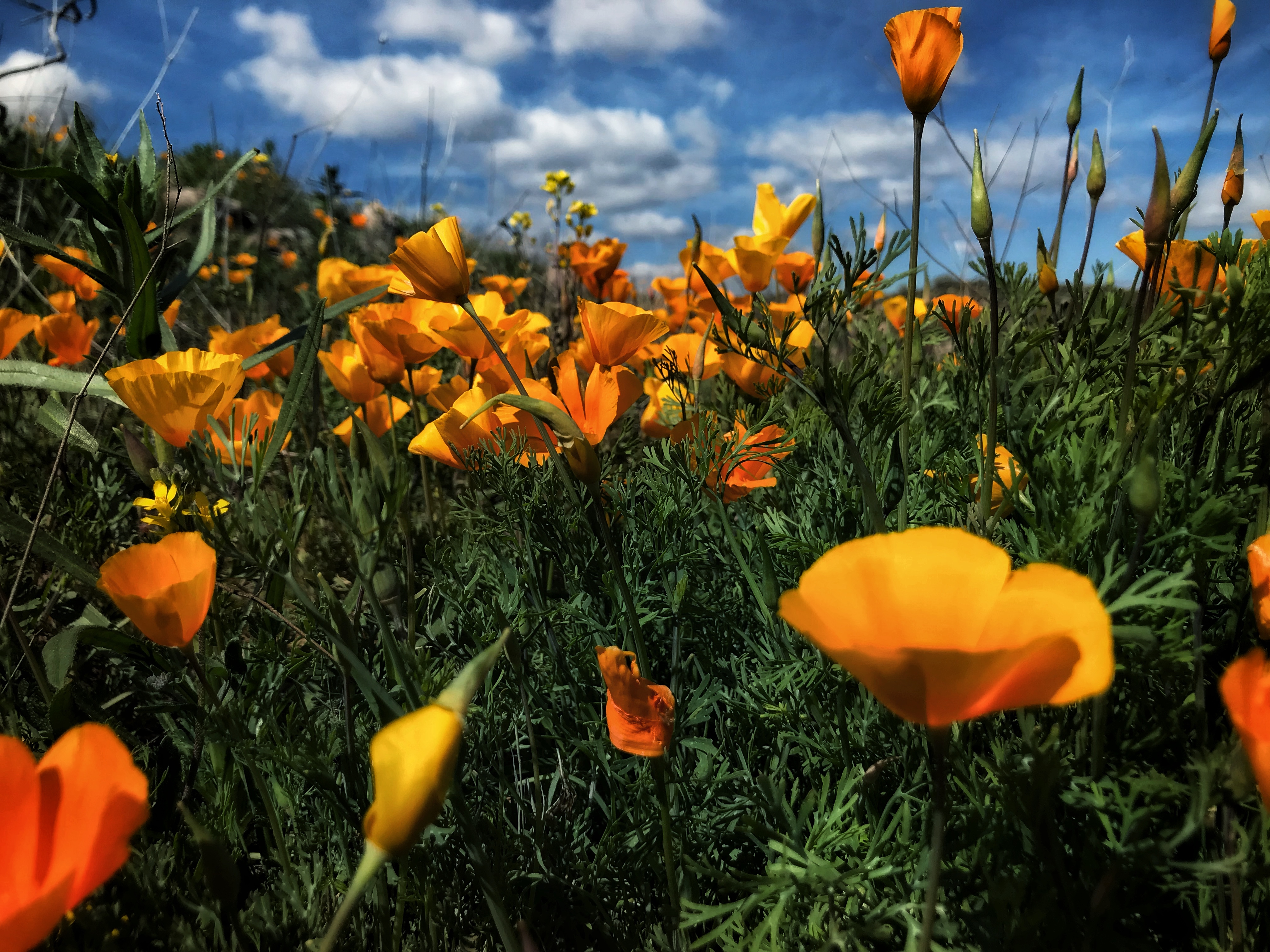 Photo by Corrie Burton  |  Beautiful blooming poppies near the Salt River Recreation Area, Arizona, early March.