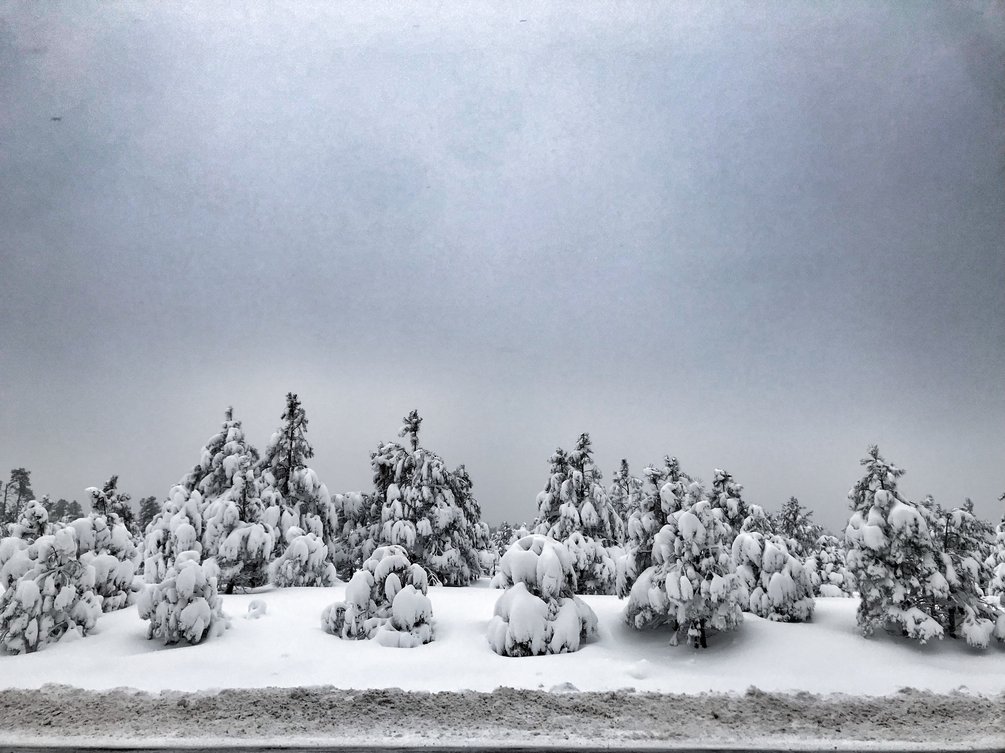 Photo by Corrie Burton  |  Snow and stormy skies surrounding Ponderosa pines in the White Mountains.  