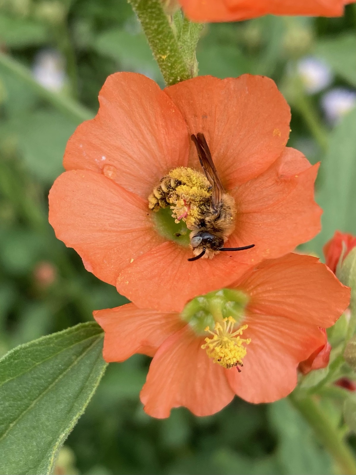 Photo by Callie Burton  |  An Apis Mellifera resting quietly on a Copper Globemallow in a carefree meadow across from my house.