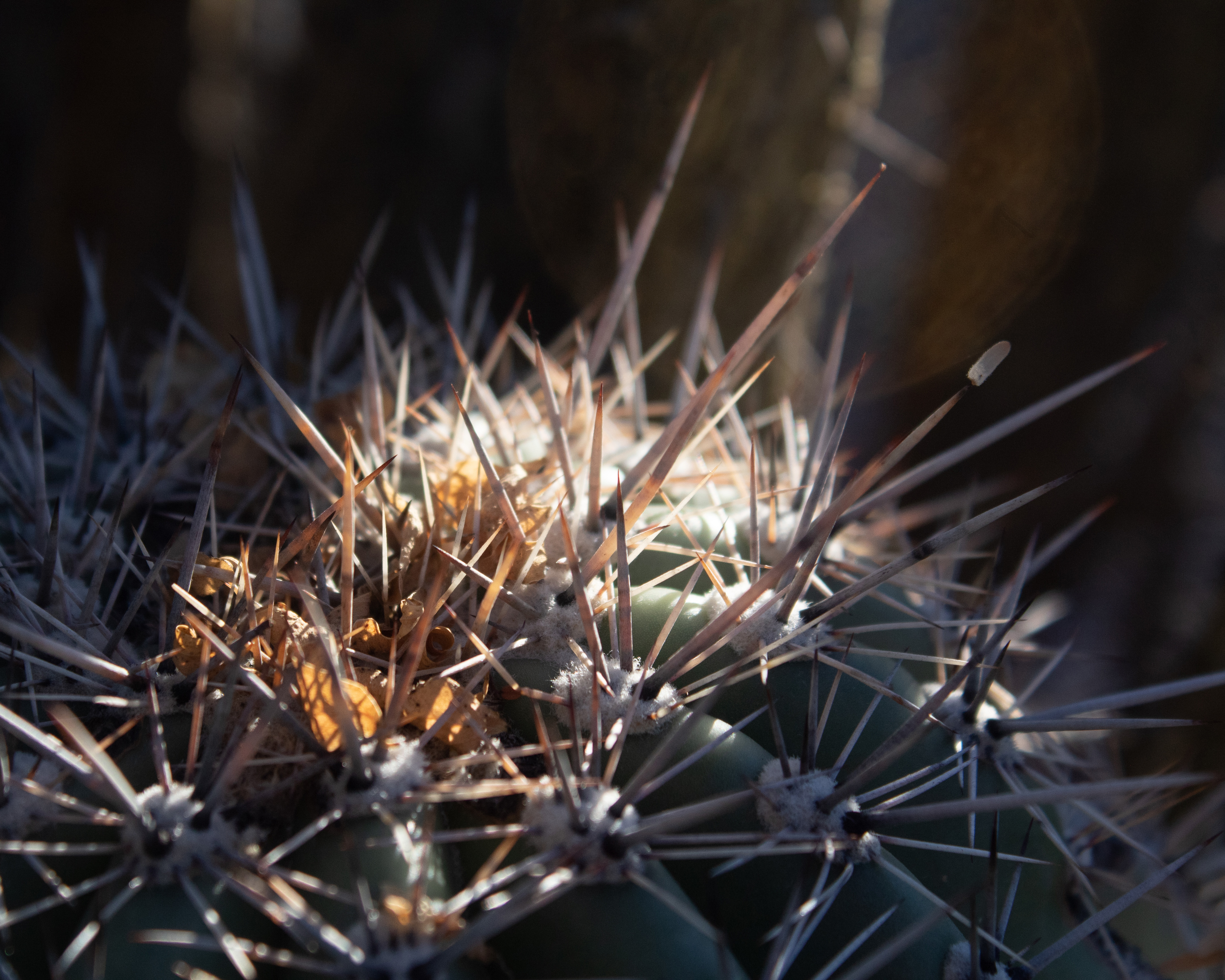 Photo by Sadie Larson  |  Top of young Saguaro cactus catching the evening light. 