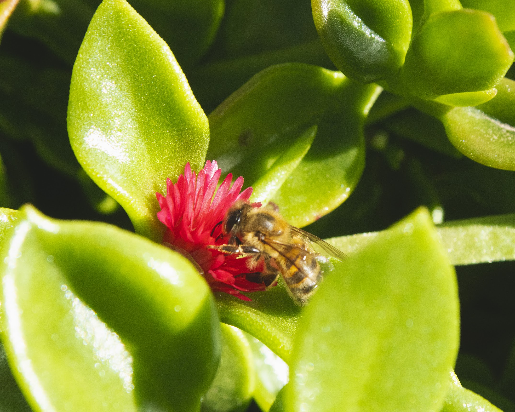 Photo by Annahi Naranjo  |  A bee sitting on a bright pink flower, surrounded by succulents.