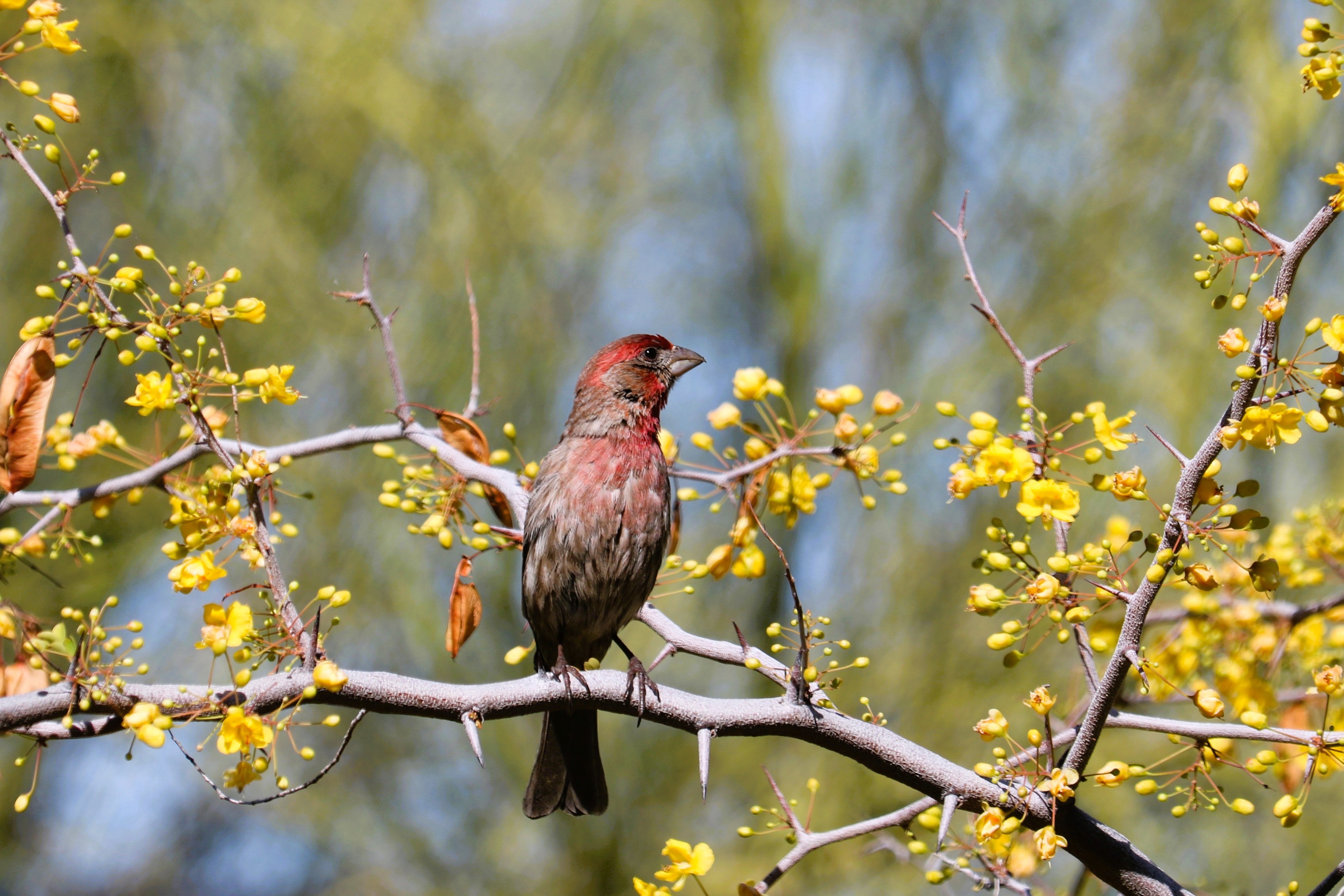 Photo by Diane  Ensign  |  male house finch in breeding darker red sits on creosote bush