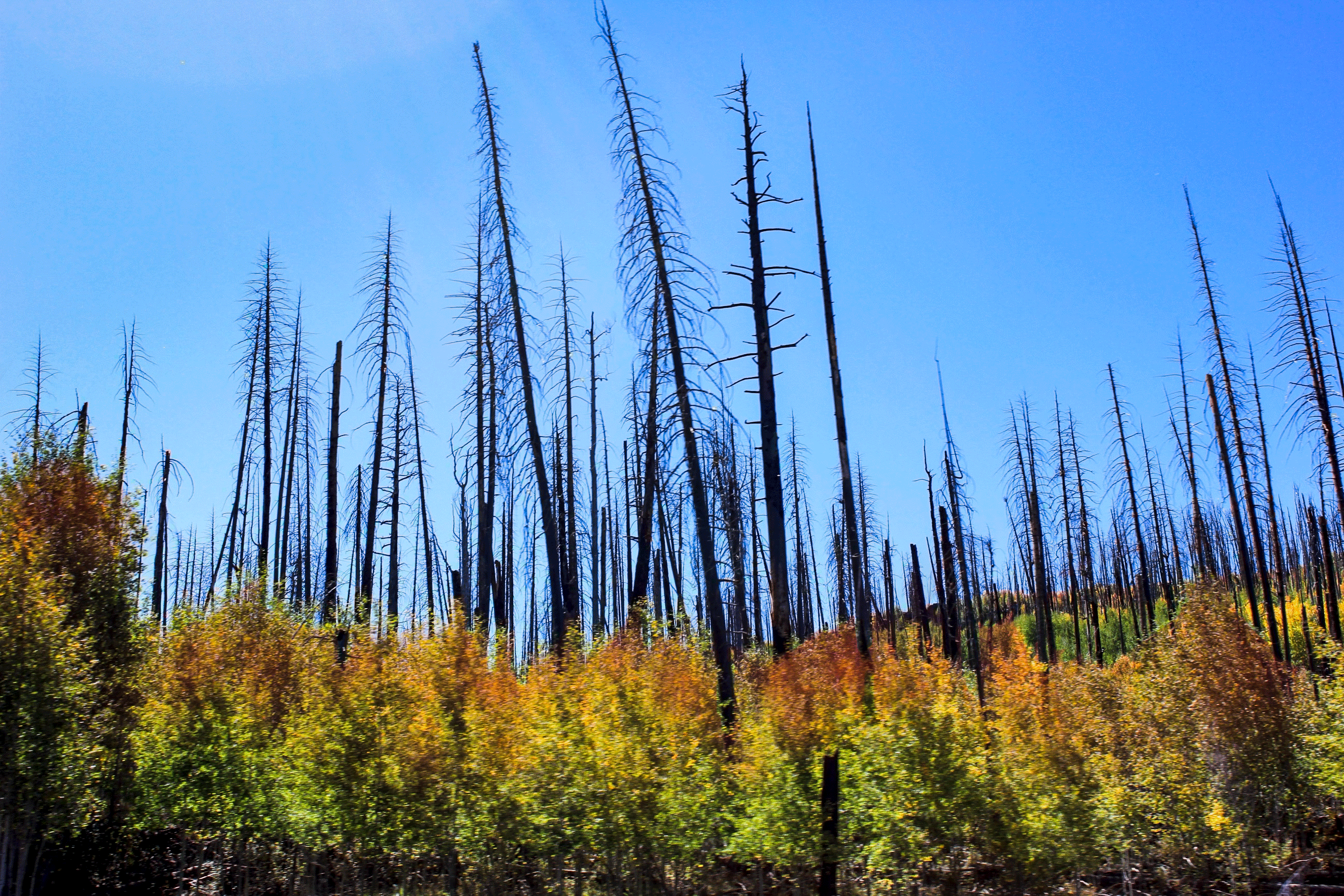 Photo by Nolan Kinkade  |  I am appreciative to have witnessed nature restore itself when it seems and feels like all is lost. 