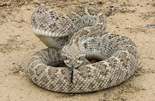 Photo by David Gilkey