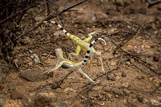 Photo by Frank Staub