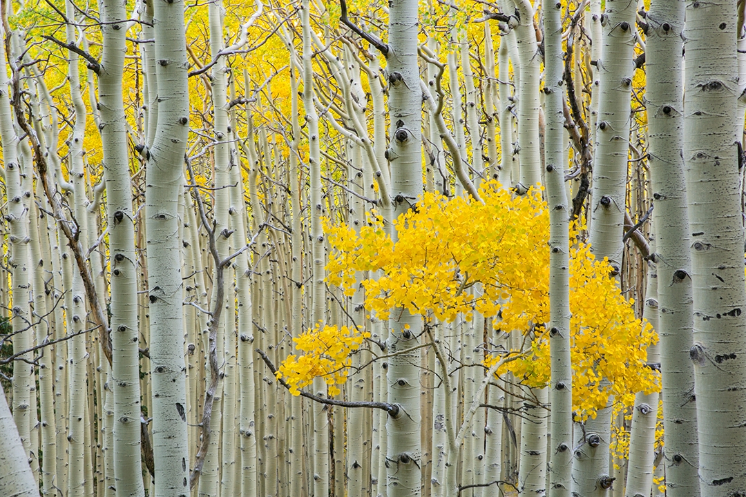 Photograph by Douglas Koepsel