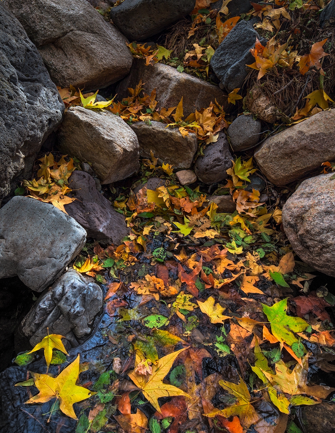 Photograph by Douglas Koepsel