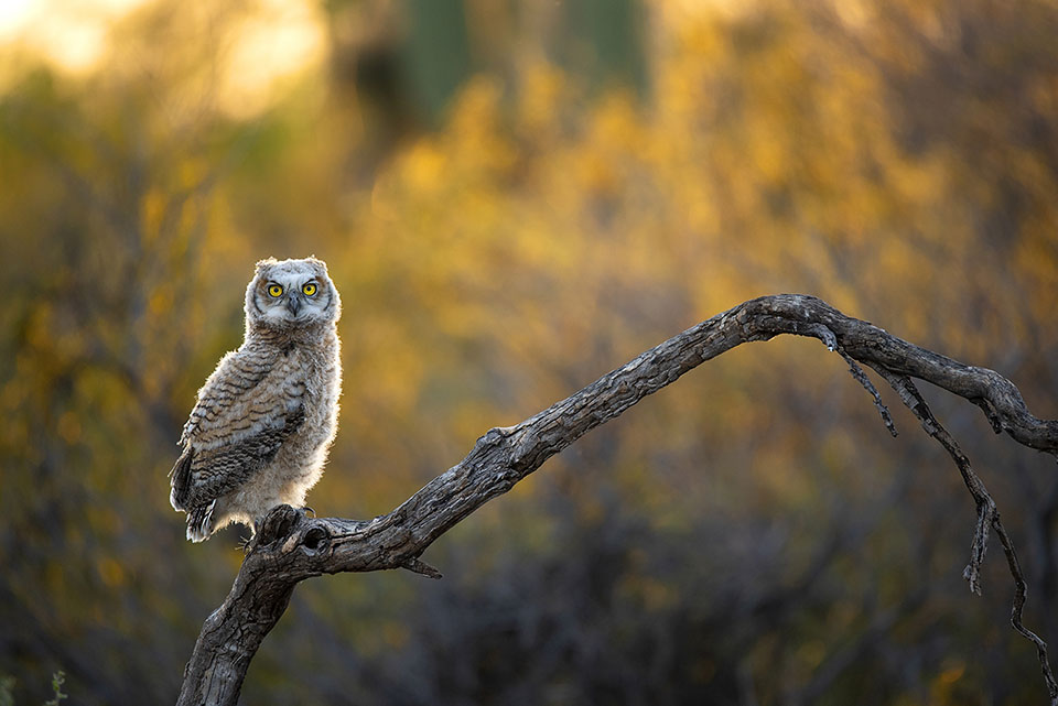 Photo by Tina Wright