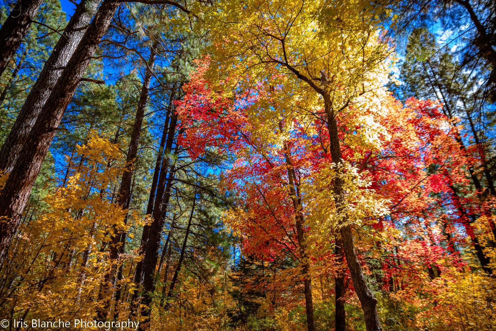 Photograph by Iris Blanche