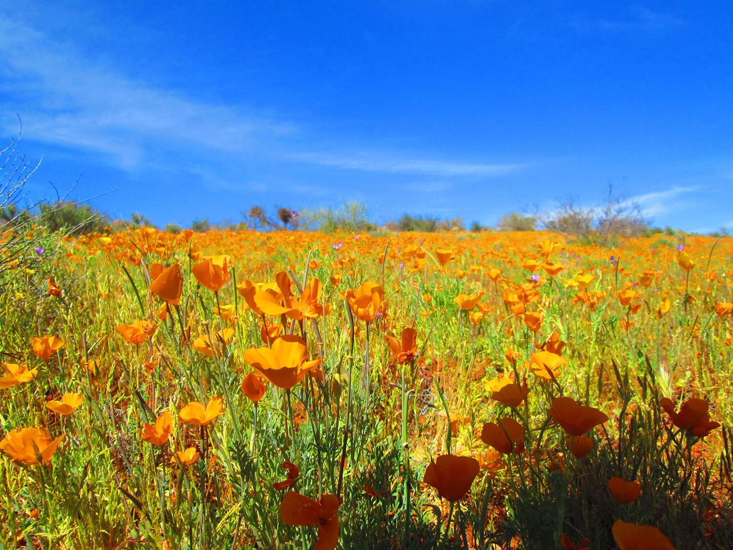 Experience the area’s vibrant poppy bloom the first weekend of April
