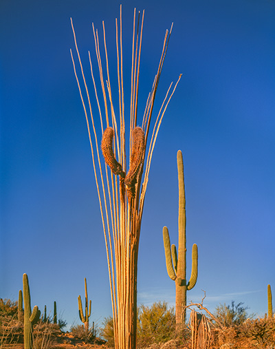 Photograph by Jack Dykinga