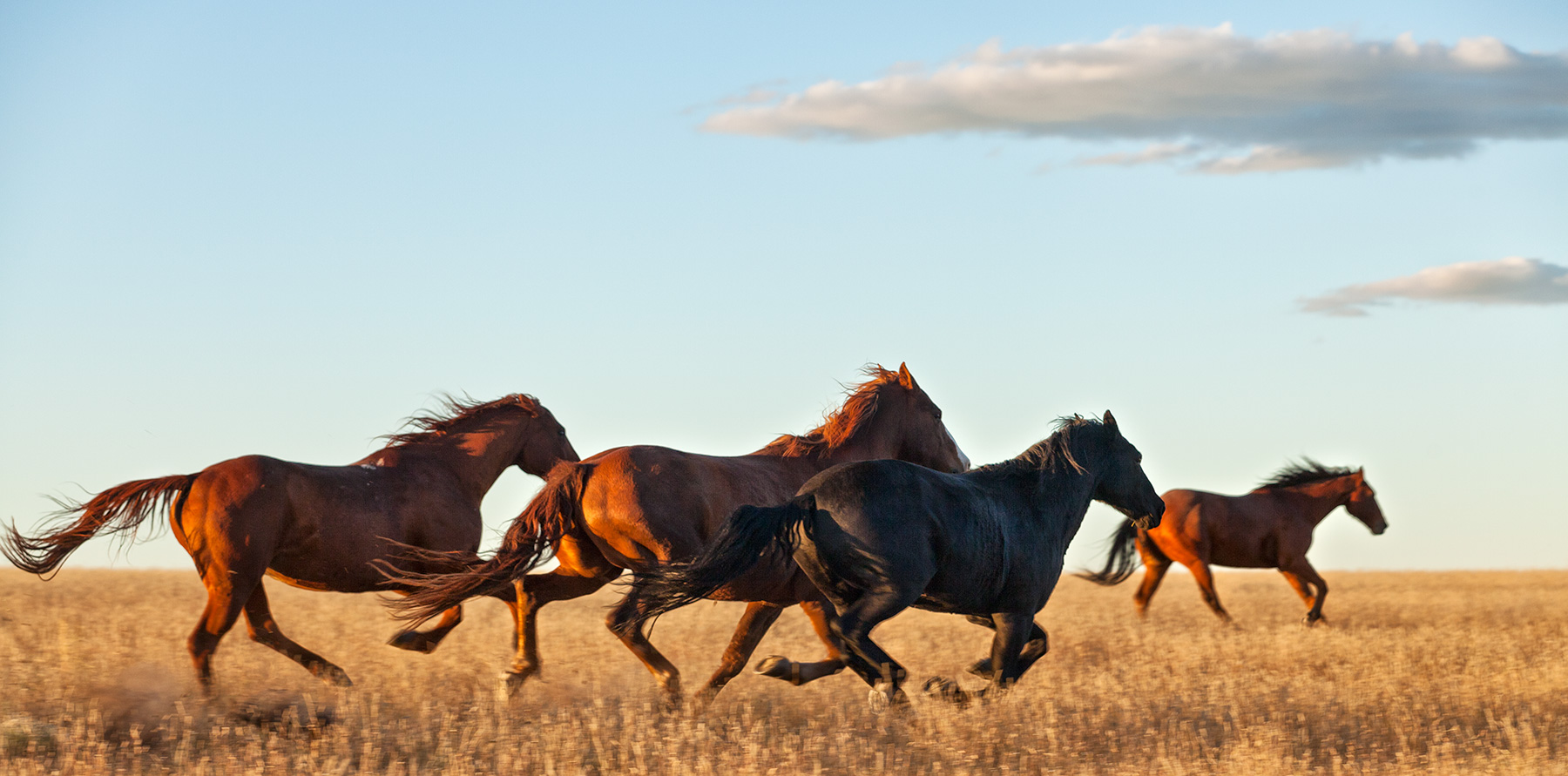 The Mane Course Arizona Highways