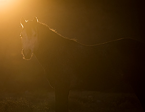 Photograph by Scott Baxter