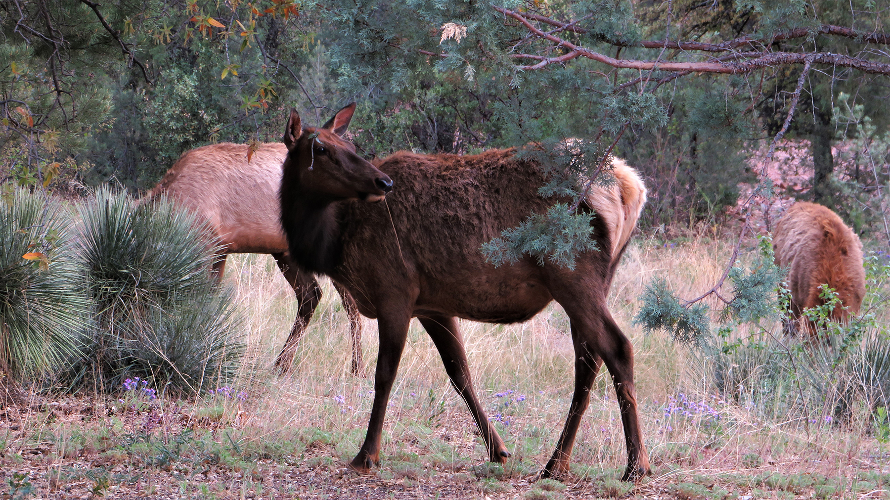 Photograph by Yvette Hoffman