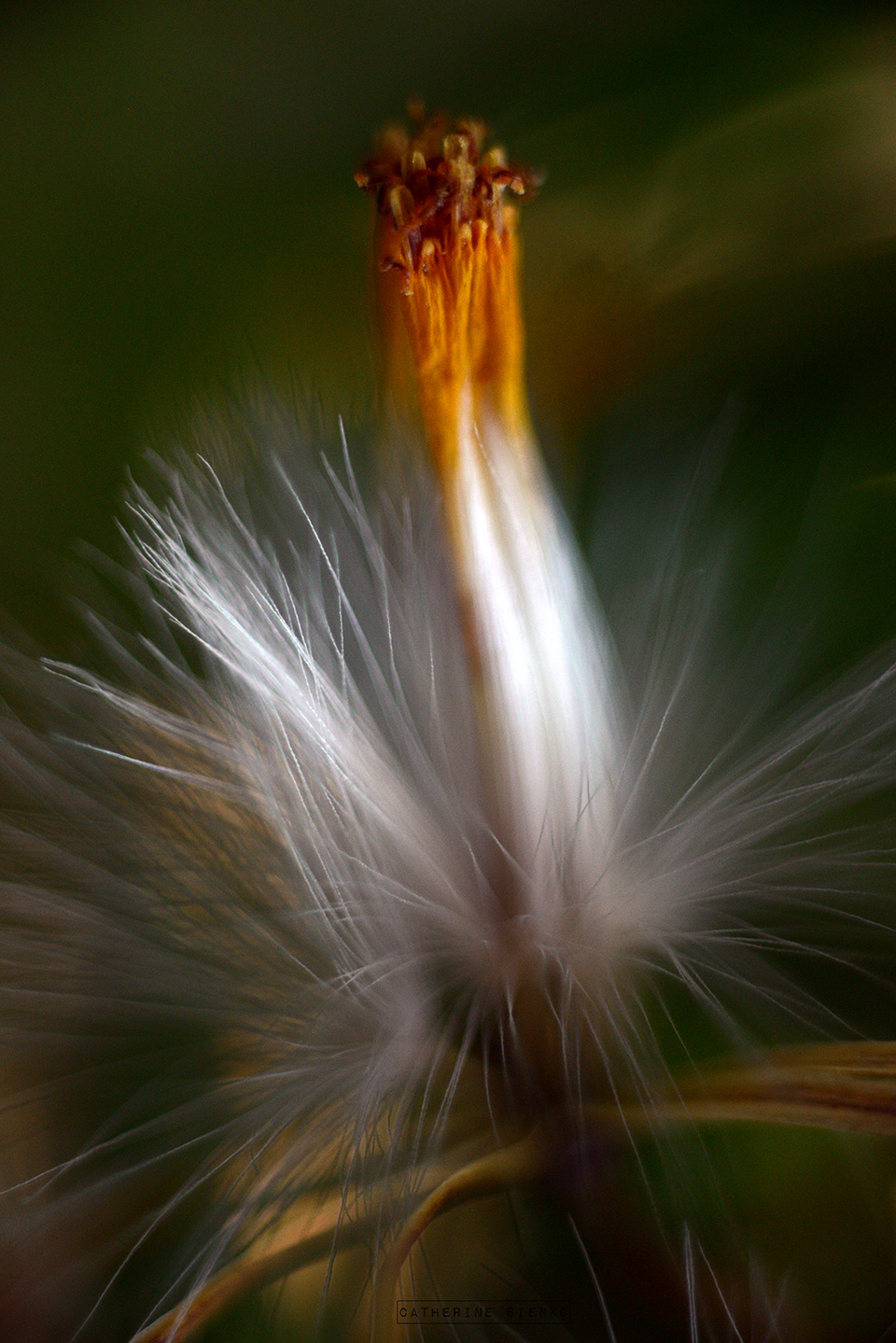 Photograph by Catherine Sienko