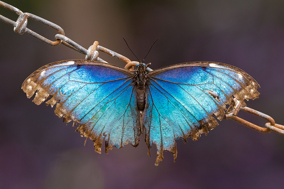 Photograph by Jonathan Cline