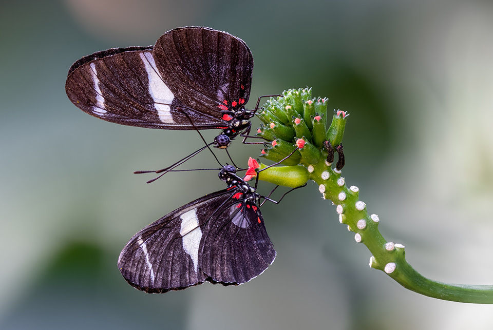 Photograph by Jonathan Cline